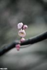2012_03_12_IMG_1787-7