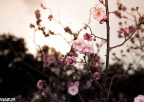 2012_03_12_IMG_1790-8