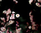 2012_03_12_IMG_1818-13