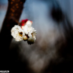 2012_03_12_IMG_1820-15