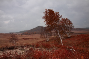 白桦树