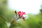 春