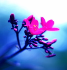 艳花