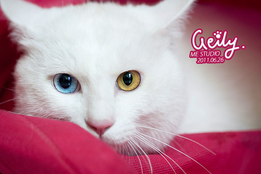 安哥拉猫,+阴阳眼猫