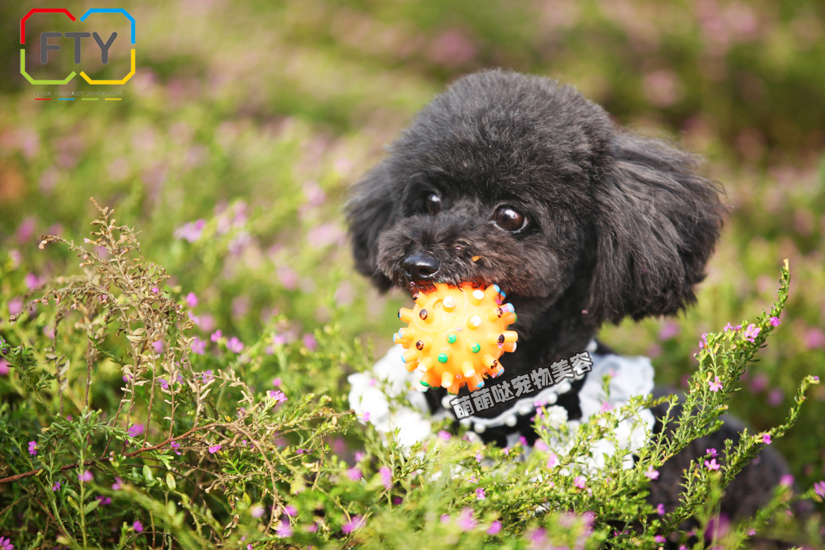 乖乖 - 动物, 佳能, 狗, CAPA2015年12月人文小