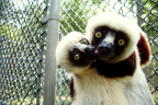 Madagascar