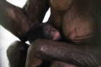 Baby boom-Bolingo-1day_1600