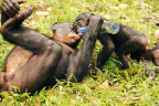 Baby boom-bisengo with liyaka drinking water_1600