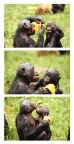 Baby Boom-Food sharing_Papaya Drama series