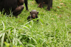 Baby Boom-Bolingo_1600