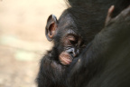 Baby Boom-9_1600