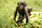 Baby Boom-Mayele_2000