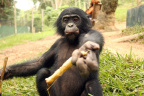[Funny face] Kananga_1600