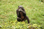 [Funny Face] Likasi Eating Leaves_1600