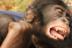 [Emotion] [Lola lola] Kole Tickling-cropped_1600