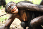 [Emotion] Kalina sexing with Mbandaka_1600