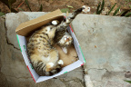 [At] Chaussette@Tomato Sauce Box, Lola_1600