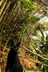 [At] Hedessie@Bamboo forest, Lola-2_1600