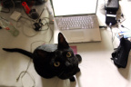 [At] Hedessie@My desk, Lola_1600