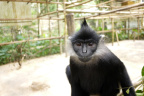 [EPRC] Delacour's Langur_1600