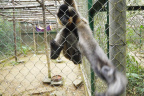 [EPRC] Gibbon-4_Juvenile_1600