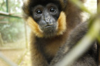 [EPRC] Gibbon-5_Juvenile_1600