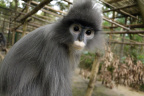 [EPRC] Grey Langur-2_1600