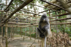 [EPRC] Grey Langur_1600