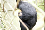 [EPRC] Hatinh langur newborn-1_1600