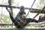 [EPRC] Hatinh langur newborn-2_1600