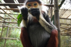 [EPRC] Red shanked doc langur-2_1600