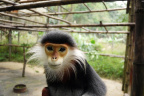 [EPRC] Red shanked doc langur_1600