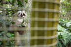 [EPRC] Slow loris_1600