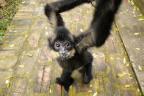 [EPRC] Mom Northen Golden-cheeked Gibbon-6_1600
