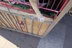 GZ Cat