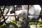 [Paw] Bobby@Flowers, Home-2_1600