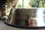 [Paw] Chaussette@Dog's Food Bowl, Lola_1600