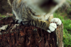 [Paw] Chaussette@Her Face, Kive House_1600