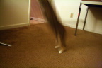[Paw] 猪头@Durham-2_1600