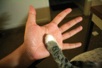 [Paw] 猪头@Durham_1600
