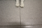 [Paw] Spring@Stretching, Home_1600