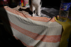 GZ Cat