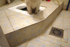 [Paw] Bobby@Toilet, Home_1600