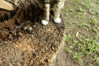 [Paw] Chaussette@Wooden Table, Behind Kitchen, Kive House_1600