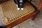 [Paw] Felix@Bamboo Chair, Kive House_1600