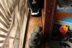 [Paw] Felix@Window, Kive House_1600