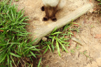 [Paw] Lola@Steps, Lola_1600
