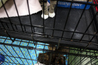 [Paw] Sabari@Petco, Durham-2_1600