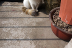 [Paw] Spring@9 floor, home_1600