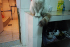 [Paw] Spring@Door & shoes, Home_1600